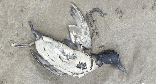 Dead Guillemot. Royston Young