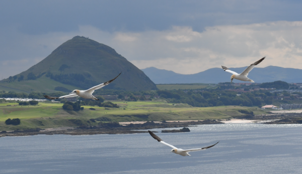 Gannets in the Firth of Forth, Scotland.