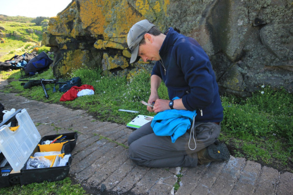 BTO Research Ecologist Gary Clewley ringing a gull. The soft cover over the gull keeps it calm while it's being ringed. Steve Willis / BTO