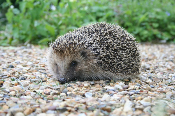 Hedgehog