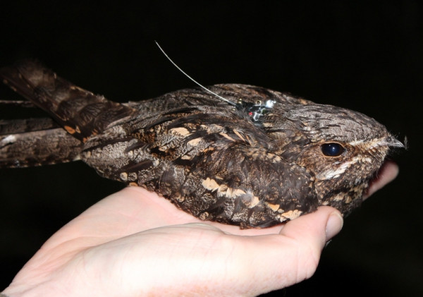 Nightjar with gps tag. Photograph by Greg Conway