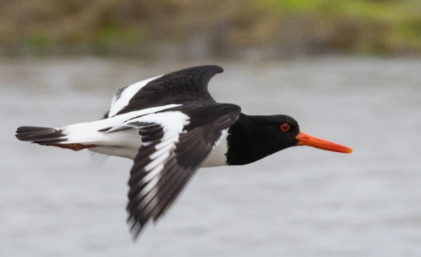 A black and white wading bird flying over a field