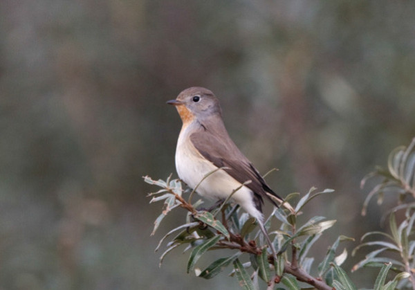 Red-breasted Flycatcher. Graham Catley / BTO