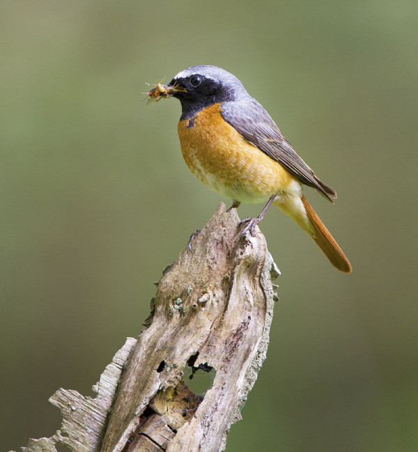 Redstart. Edmund Fellowes / BTO