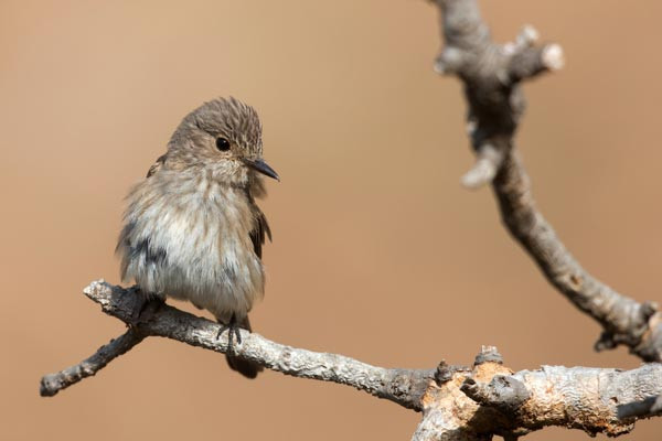Spotted Flycatcher. Photograph by David Jefferson Spotted Flycatcher. Photograph by David Jefferson