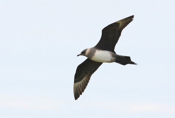 Arctic Skua. Photograph by Moss Taylor