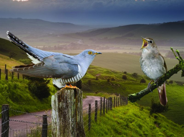 Cuckoo and Nightingale Appeal