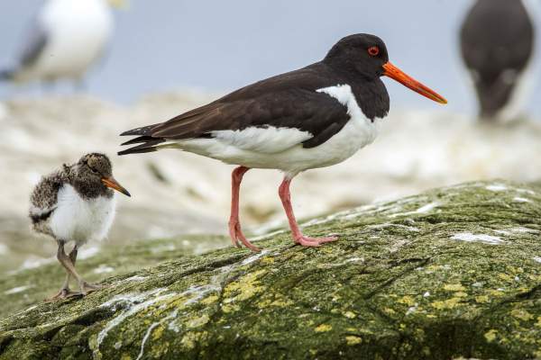 Oystercatcher. Brais Seara @ stock.adobe.com Oystercatcher. Brais Seara @ stock.adobe.com