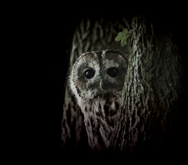 Tawny Owl