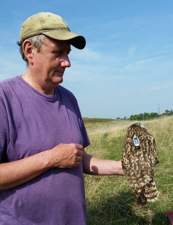 Short-eared Owl tagging. Ben Darvill