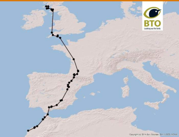 Short-eared Owl tracking route  - Arran to Morocco