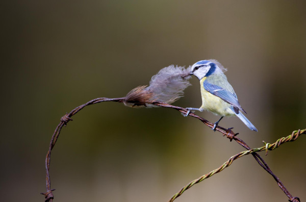 Blue Tit. Edmund Fellowes