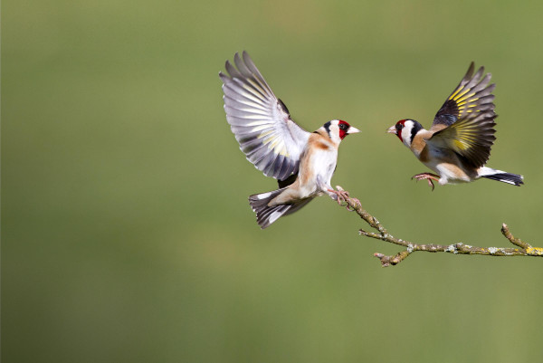 Goldfinch. Edmund Fellowes