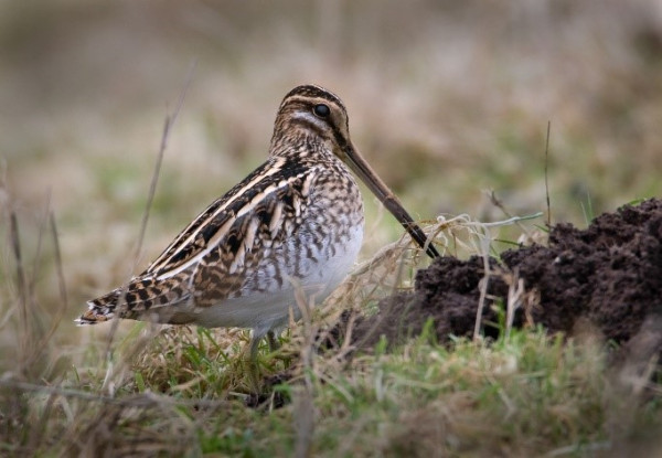 A streaky brown wading bird with a long bill standing in a field