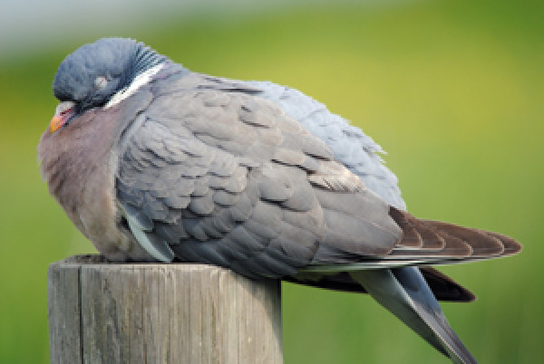 Woodpigeon. Photograph by Amy Lewis