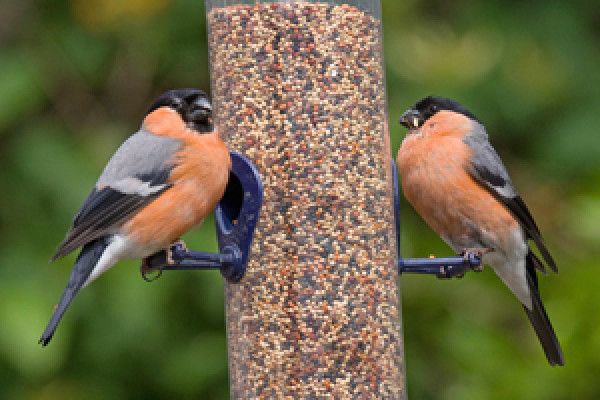 Bullfinch. Photograph by John Harding