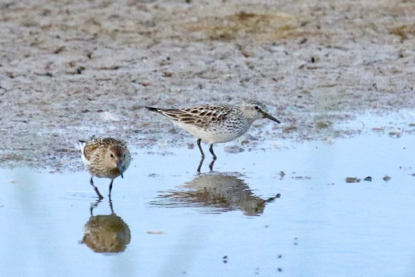 White-rumped Sandpiper. Jonathan Farooqi