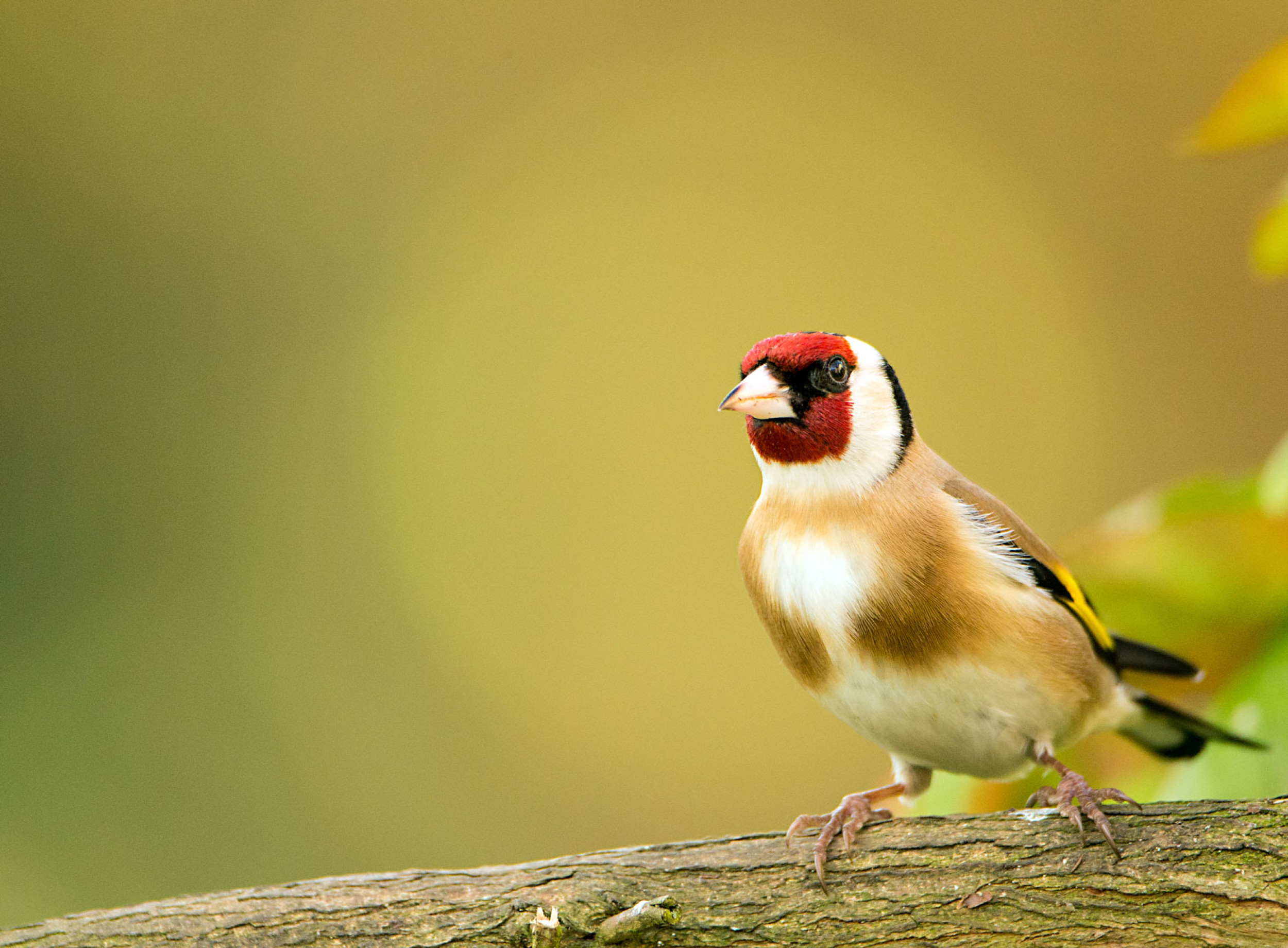 Goldfinch, by Tom Streeter / BTO