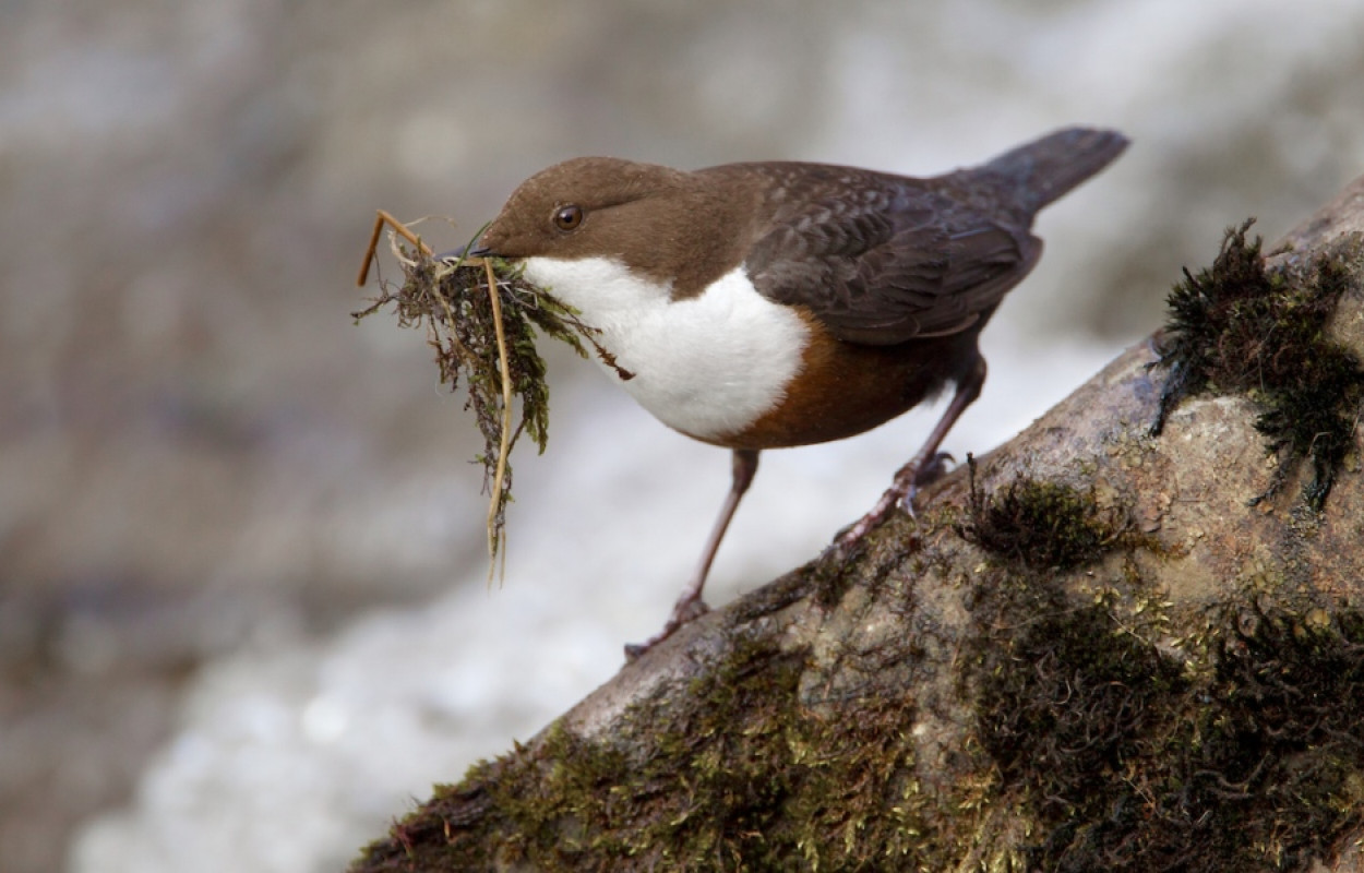 Dipper by Edmund Fellowes