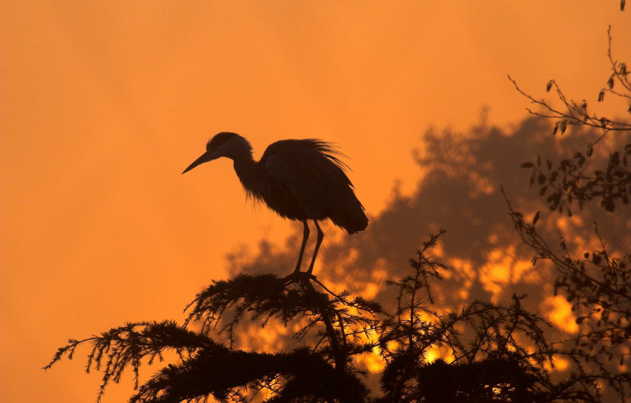 Grey Heron. Photograph by John Harding