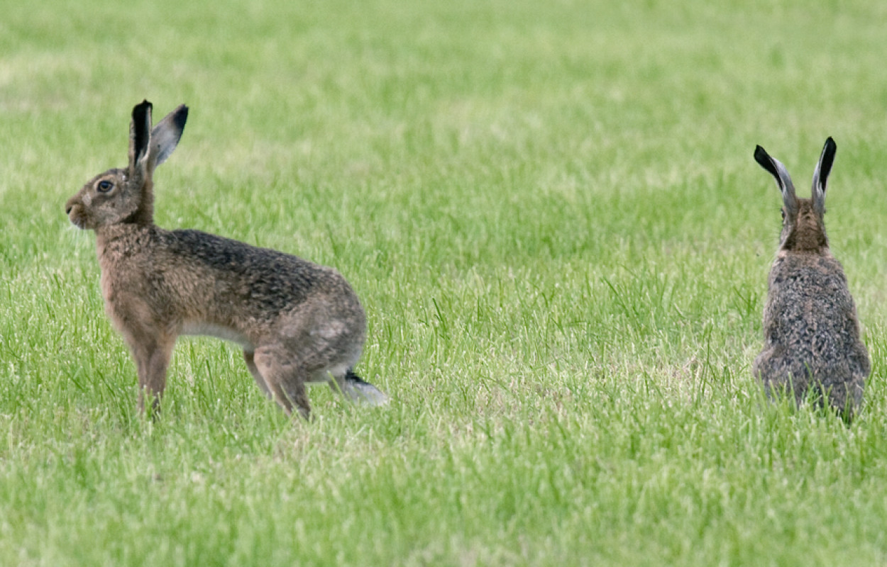 Brown Hares, by John Harding