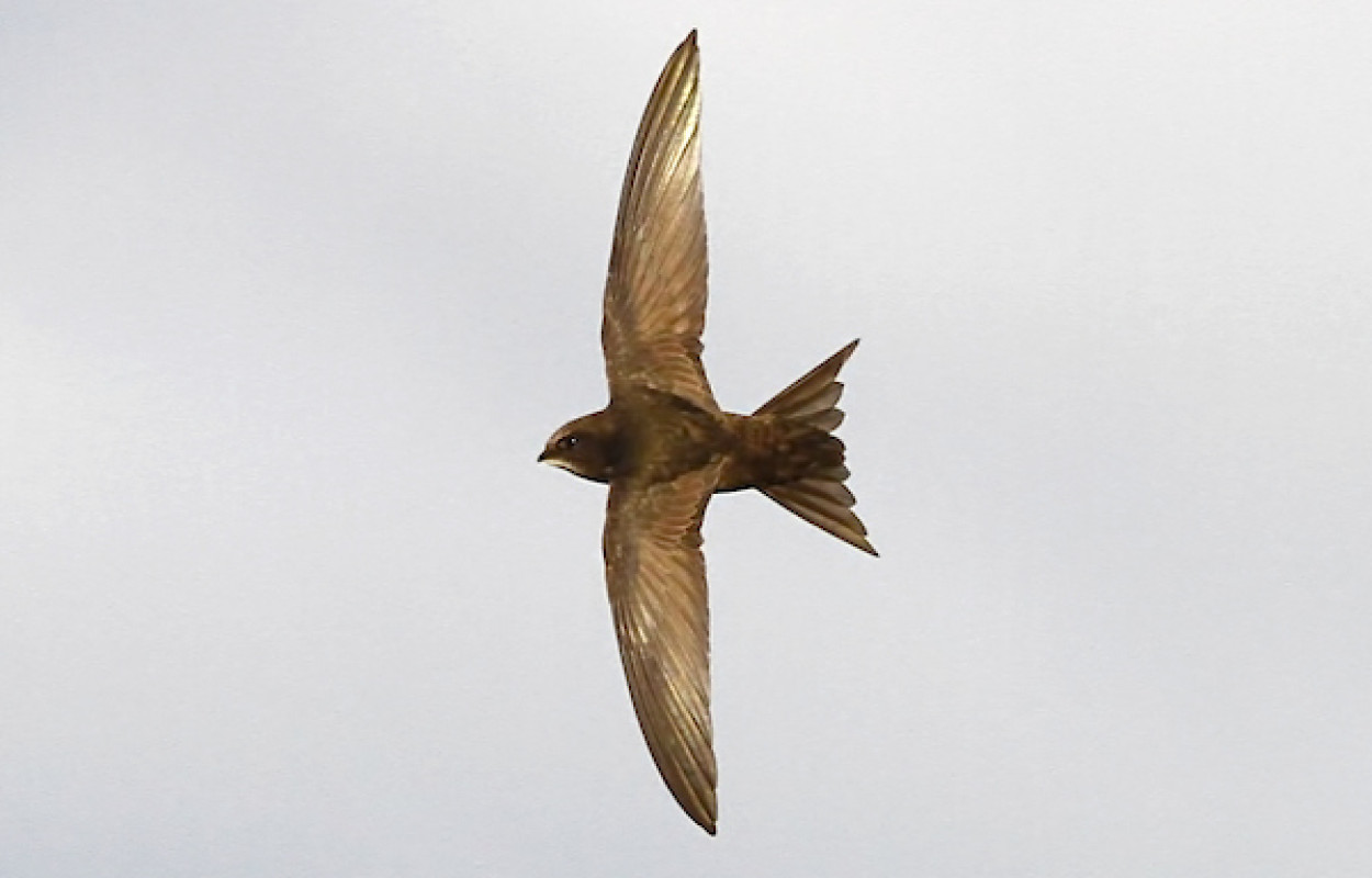 Swift by Dennis Atherton