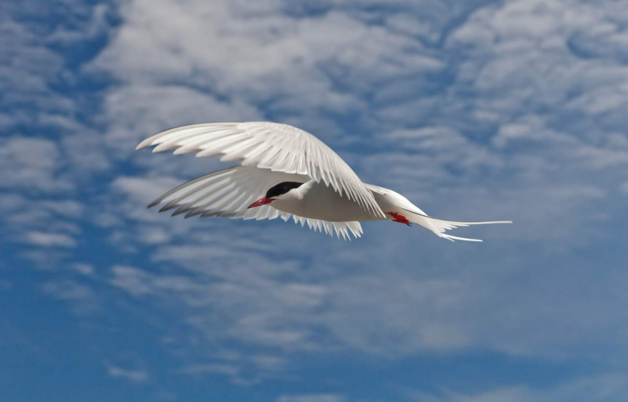 Arctic Tern Photographer Jeremy Moore