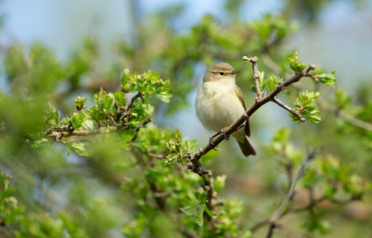 Chiffchaff by Paul Newton