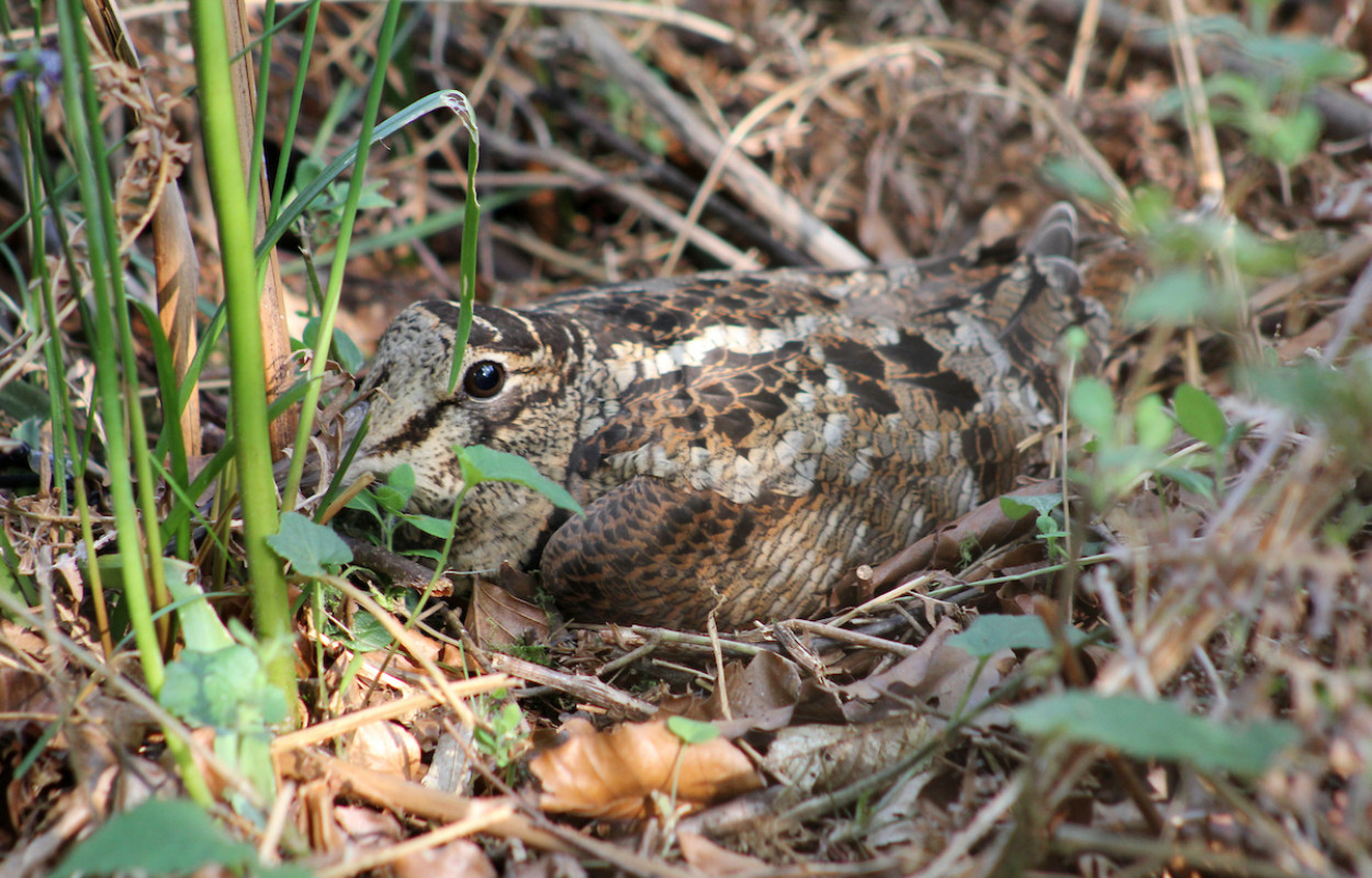 Woodcock - Graham Giddens