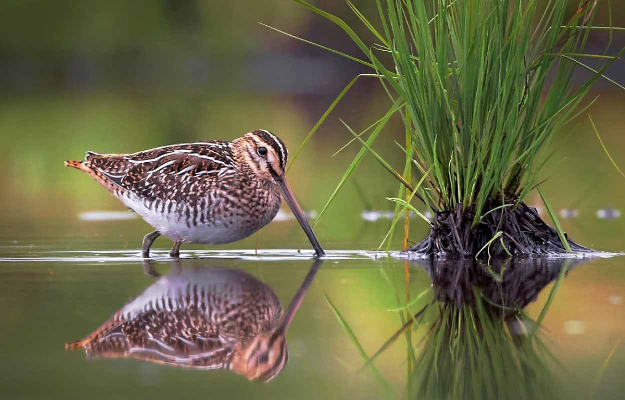 Snipe by Niko Pekonen