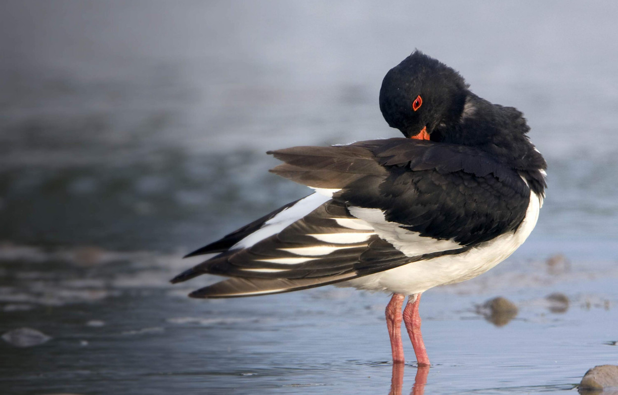 Oystercatcher. John Harding
