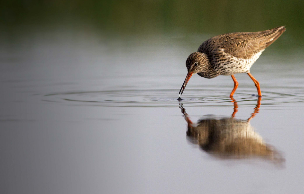 Redshank. Edmund Fellowes