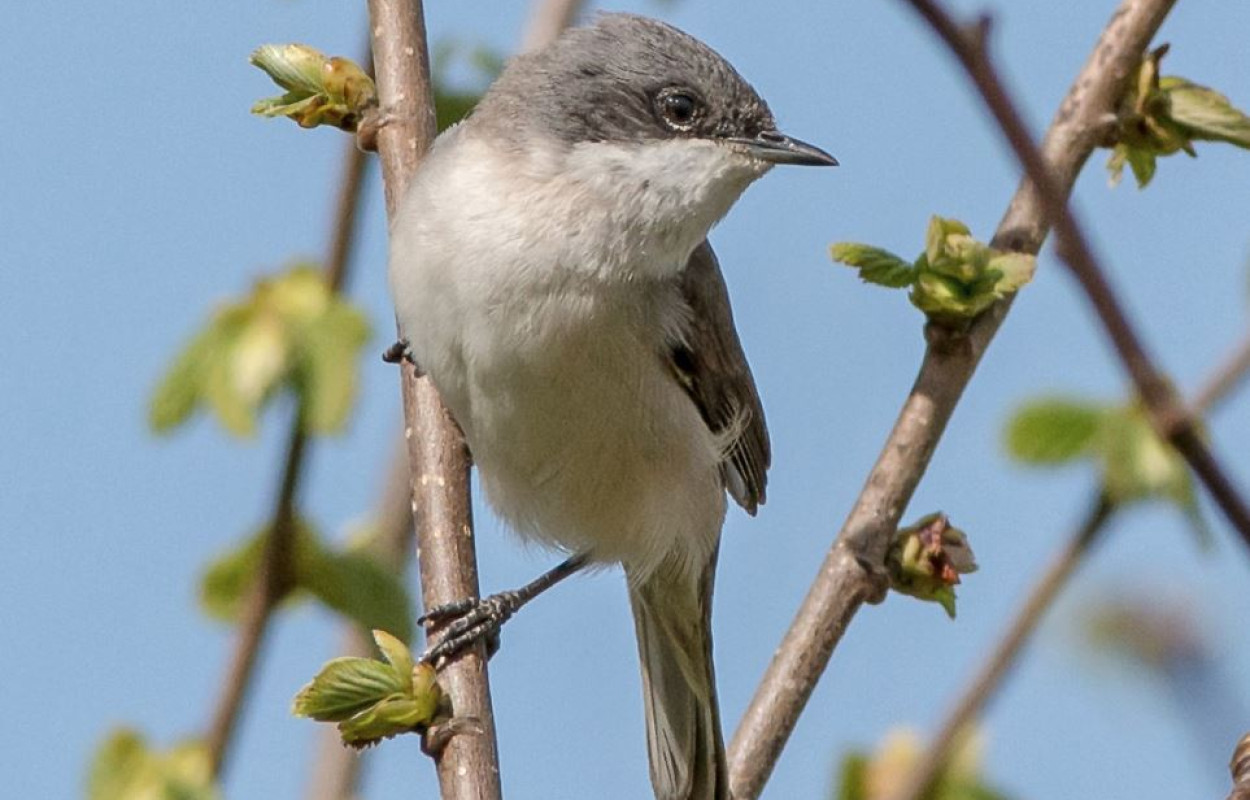 Lesser Whitethroat by Jeff Lack