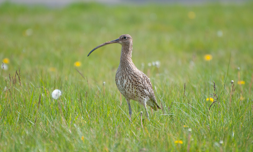 Curlew by Neil Calbrade