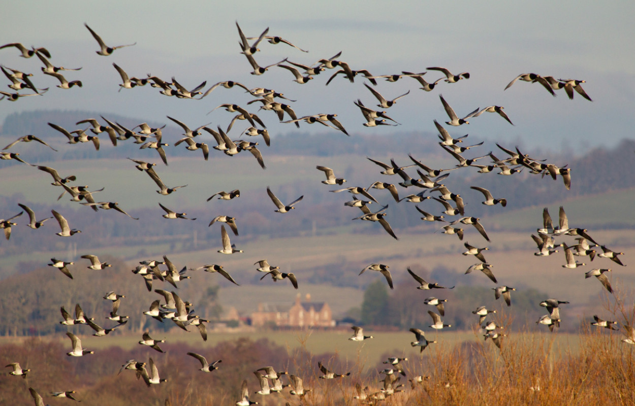 Barnacle Geese by Edmund Fellowes