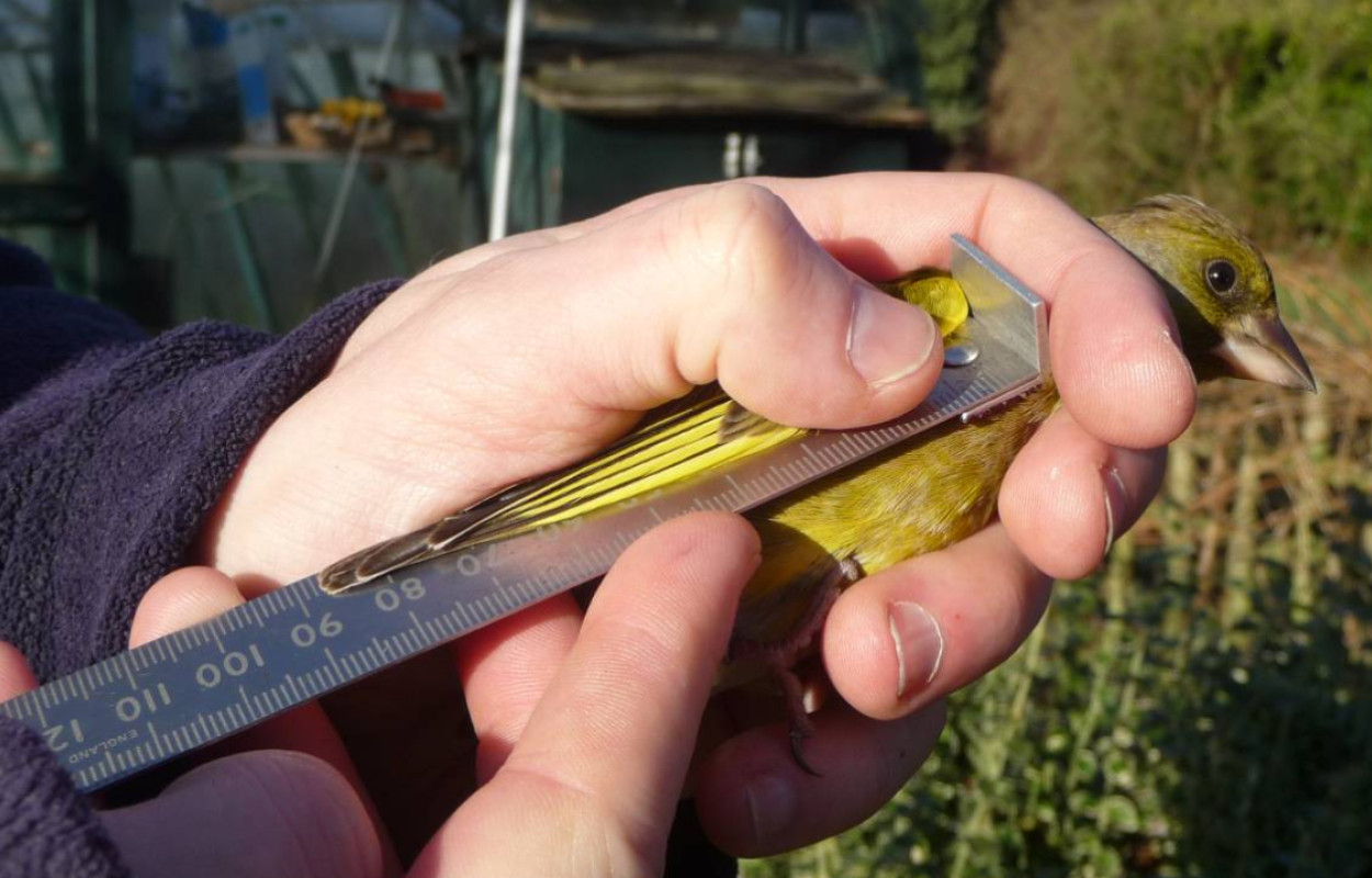 Greenfinch in the hand having its wing measured, by Dawn Balmer