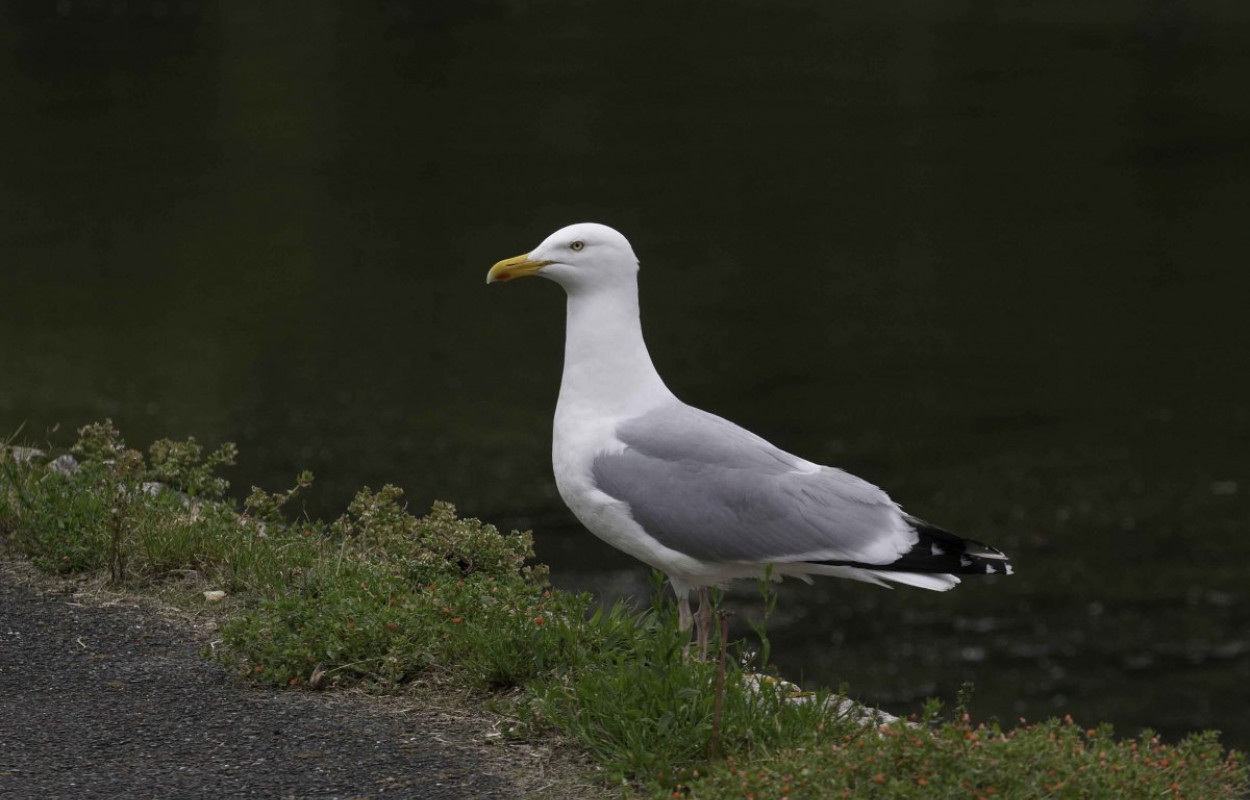 Herring Gull. John Harding