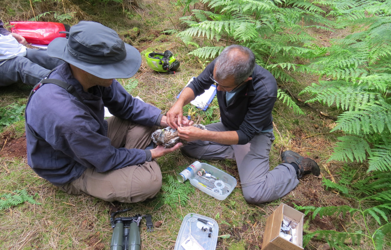 Fitting a Goshawk with a GPS tracking device