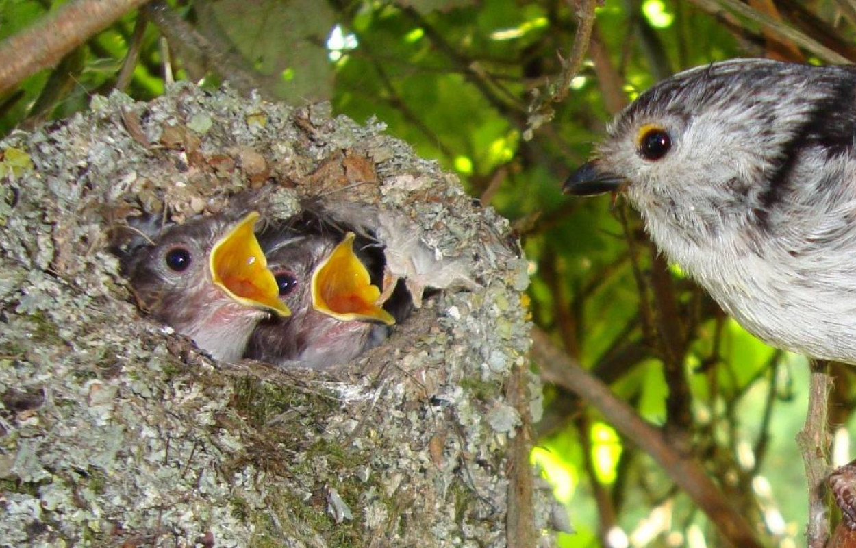 Long-tailed Tit nest. Photograph by Elspeth Rowe