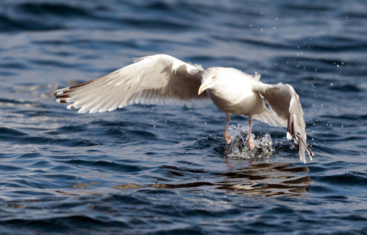 Herring Gull, Sarah Kelman