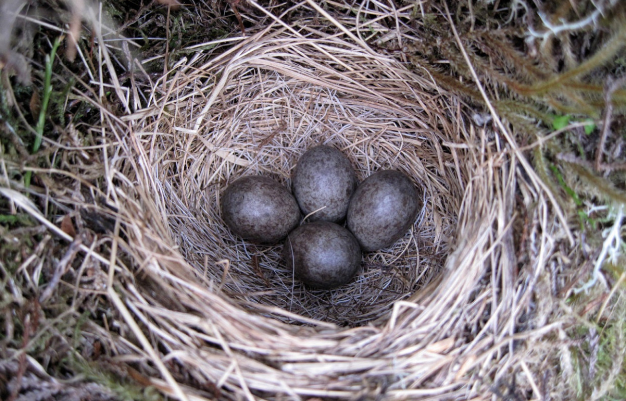 Meadow Pipit nest, Hugh Insley
