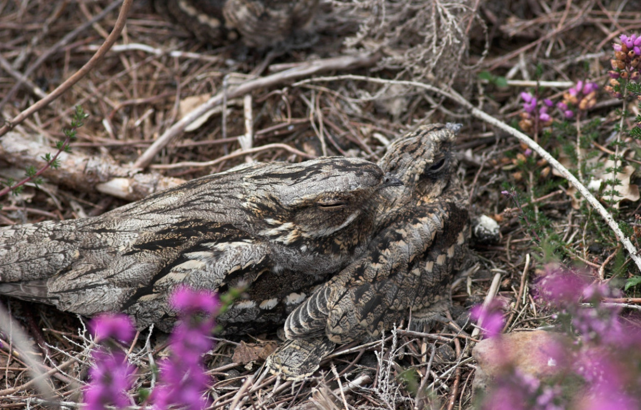 Nightjars, Allan Drewitt