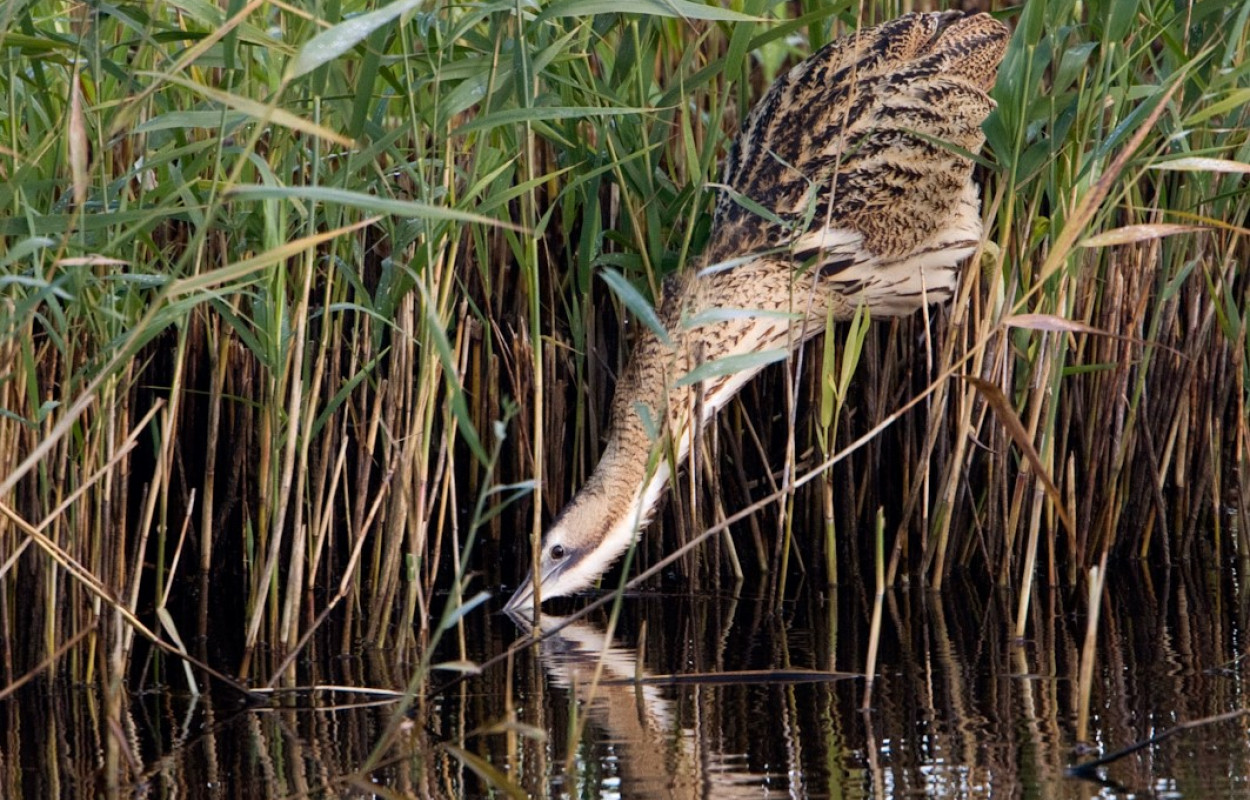 Bittern, Graham Catley / BTO