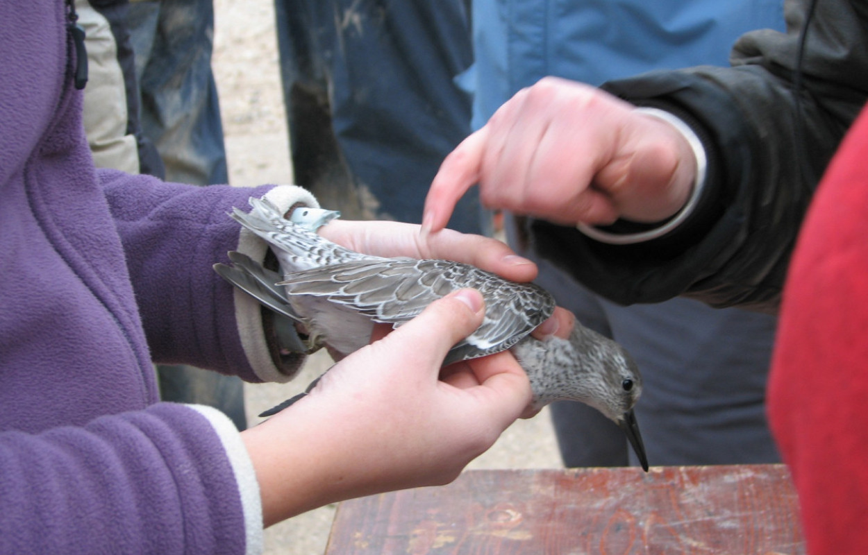 Knot being held by a bird ringer, Cathy Ryden