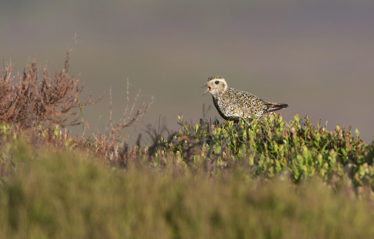 Golden Plover by Liz Cutting / BTO