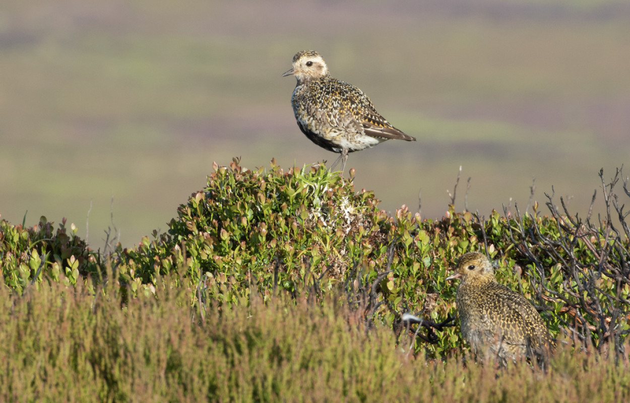 Golden Plovers by Liz Cutting BTO