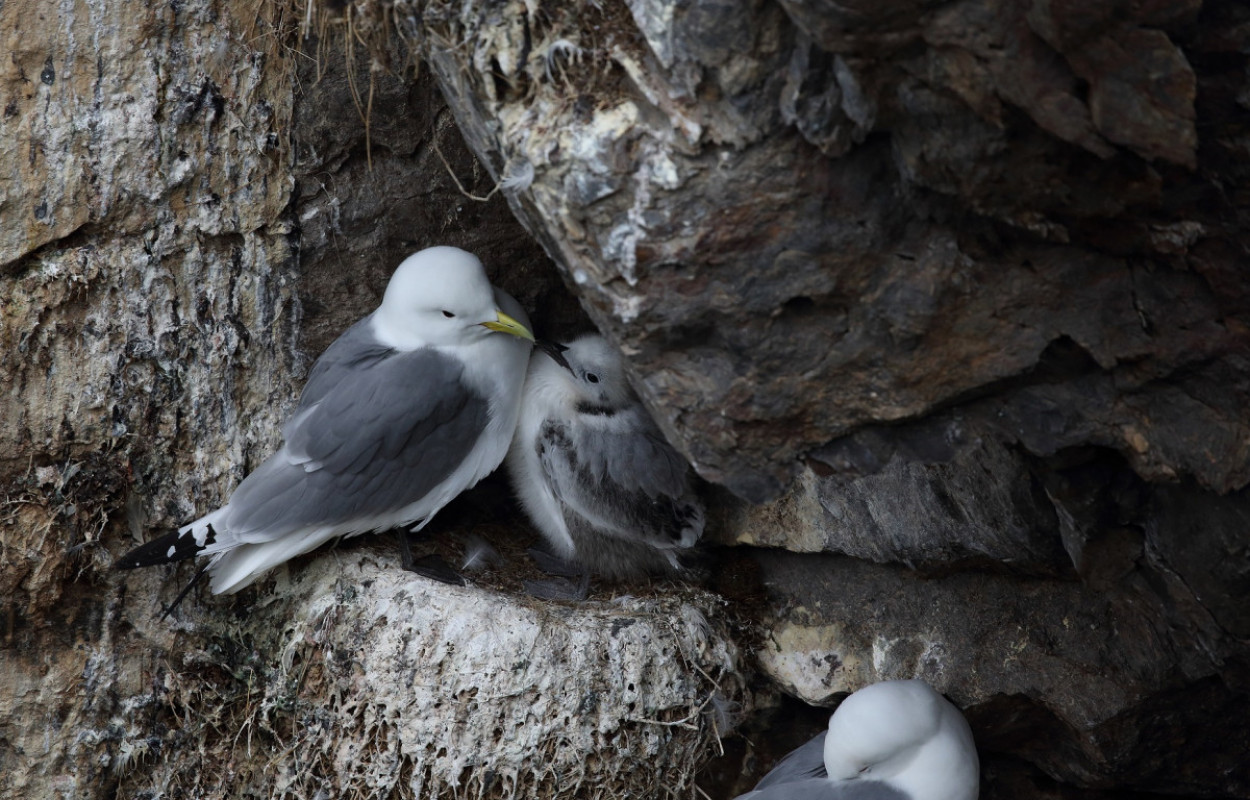 Adult Kittiwake and chick, by Liz Cutting / BTO