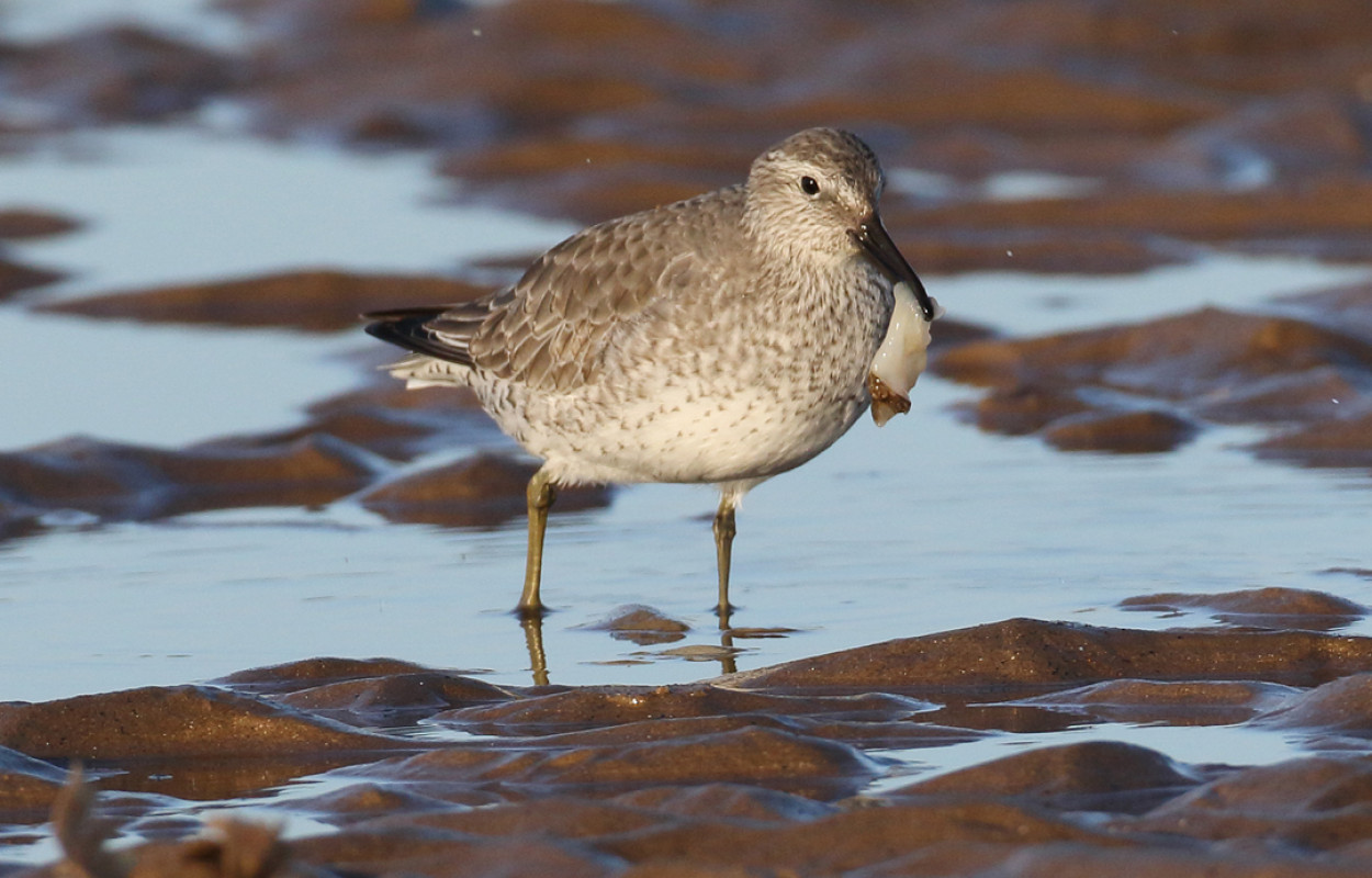 Knot, by Liz Cutting BTO