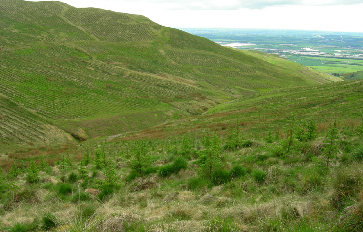 Upland afforestation Scotland by John Calladine