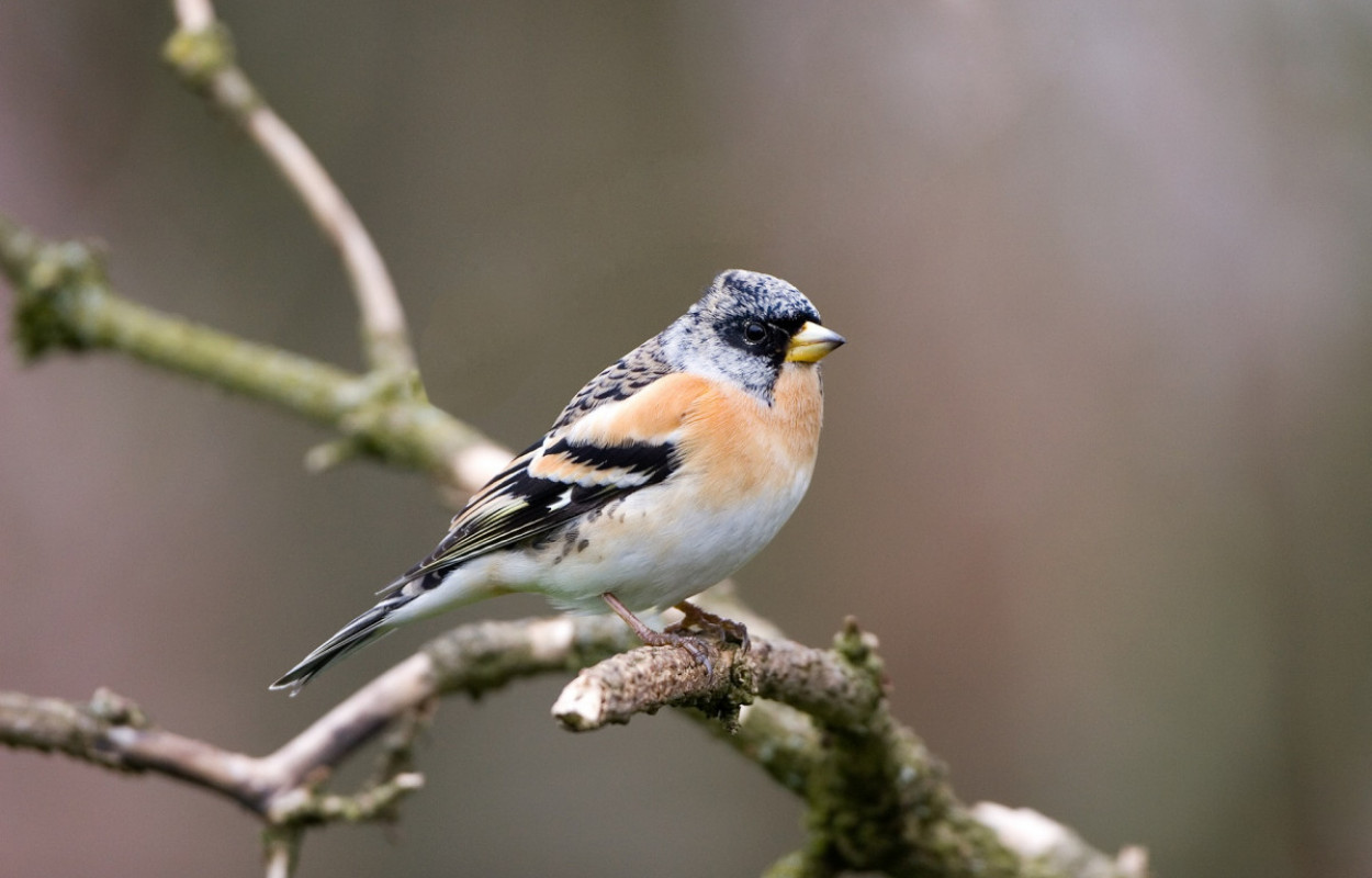 Brambling, John Harding / BTO